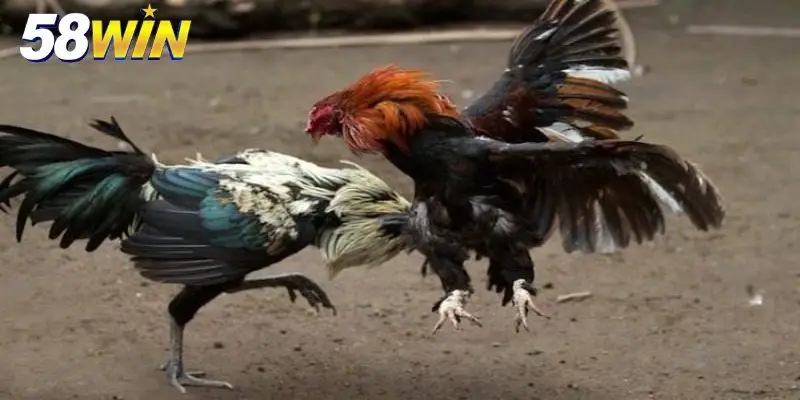 Tổng quan sân chơi chọi kê